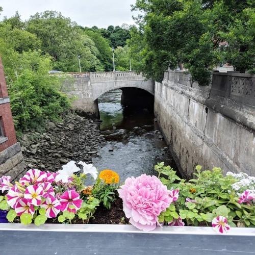 Someone stuck a peony in our bridge flowerboxes and it&rsquo;s kinda cute