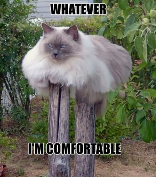 Funny pictures of the day (109 pics) Whatever I’m Comfortable !