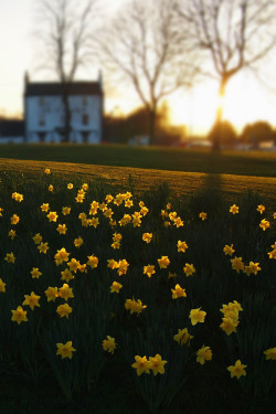 ponderation:  A sunset of daffodils by kennybarker