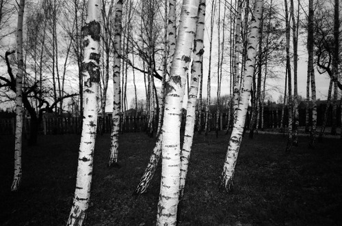 silver birch