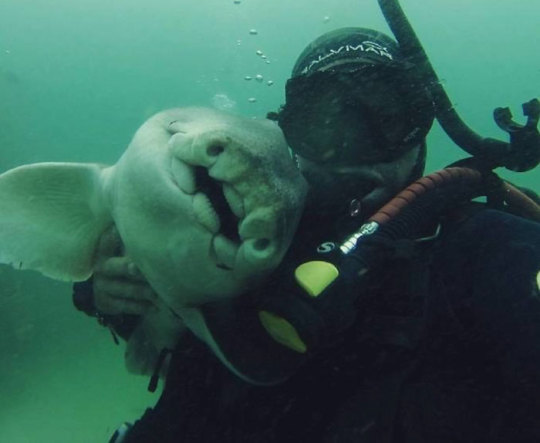 Porn Whenever This Man Goes Diving, This Shark photos