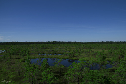 lindamarieansonsnaps:The Great Ķemeri Bog. Latvia