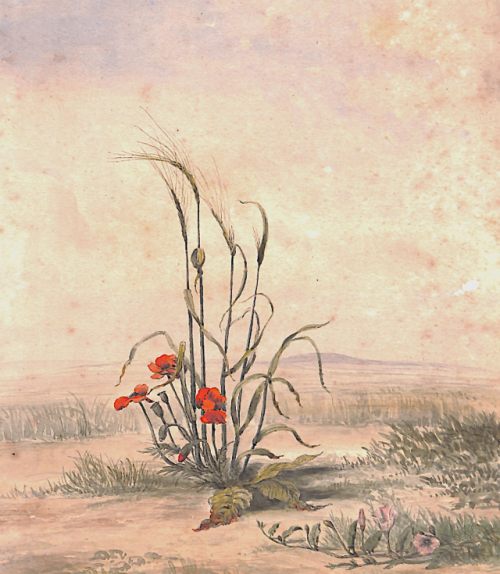 HENRY JOSEPH MOULE A field of barley and poppies, undated.