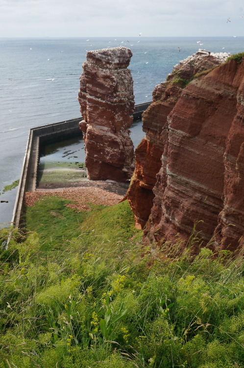 My own photography: Helgoland, Germany, taken 2018. The island’s cattle were once sacred to Fosite (