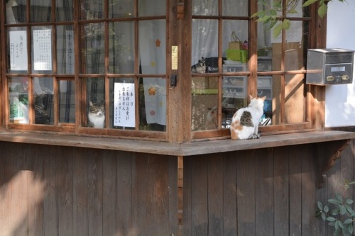 tomo-ban:受け付けの猫　#neko　#猫　#cat