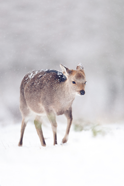 asthmas:  Andrew Evans, A winter journey