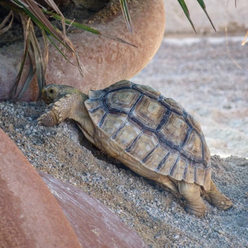 villefrancois:La carapace se carapate ! #tortue #turtle https://www.instagram.com/p/CW2Y8ecAZZh/?utm