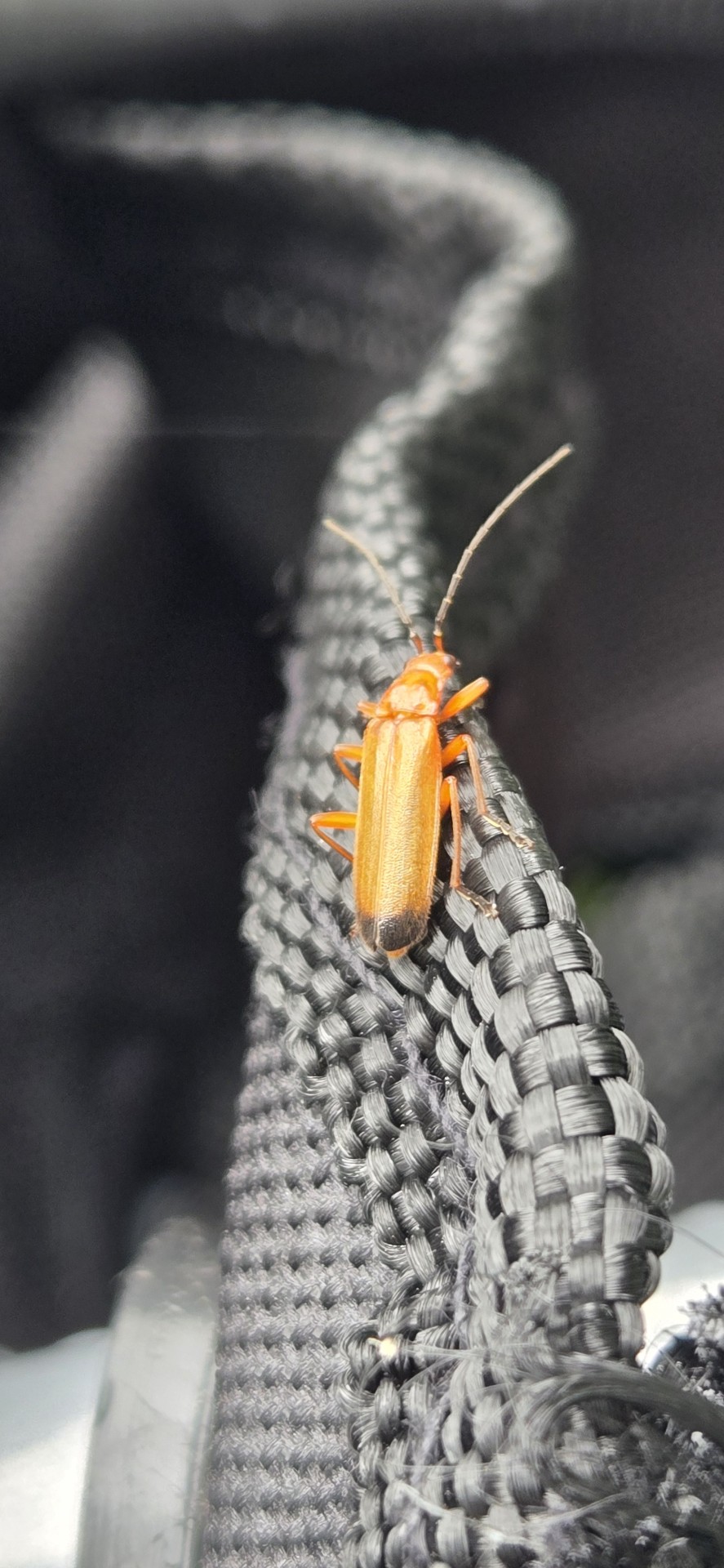 Ahhh, Yes.... The Red Soldier Beetle. Fun Fact About This Fella Is That In England, They Call Them The