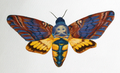 Selections from a series of moth paintings- Columbia Silk Moth, Death Head and Luna Moth. gouache. 2