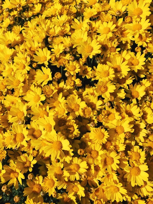 yellow-seas: i’d really appreciate it if you guys would visit my personal writing blog ✨ it&rs