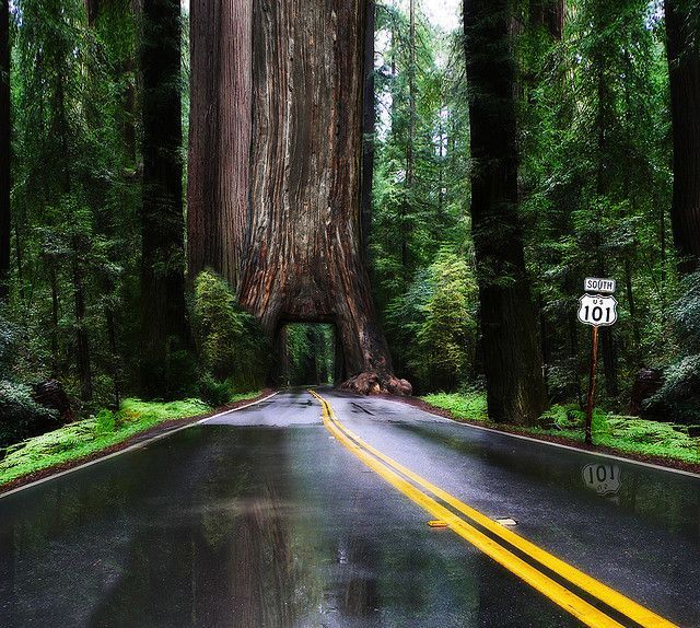 dannydino11:  bonitavista:  The Redwoods, California photo via delilah  Take me to