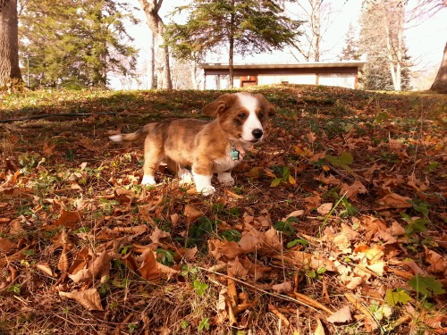 thefrogman:  grootisintothetrees:  Groot at 12 weeks playing in leaves.  This corgi is named Groot. Groot is very cute. 
