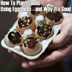 healthandfitnessinstartingover:  Here’s a fantastic, easy idea we just came across – how to use eggshells to plant seeds. I love this one. There are numerous benefits to this idea: 1) You don’t have to uproot the seeds when it comes to time to