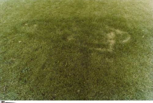 anamendietaartist: Ana Mendieta, Untitled (From the Silueta Series), 1978