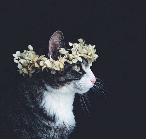 All hail Caesar.