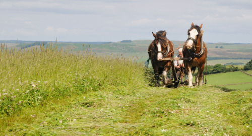 Clydesdale horses - cutting hay by John Tickner