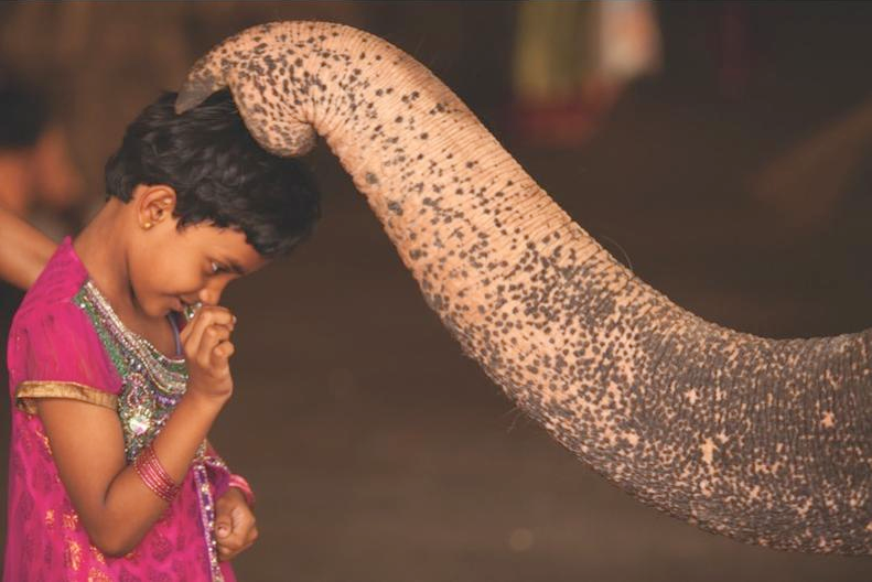 nubbsgalore:  receiving a blessing from an elephant at a holy temple in the indian