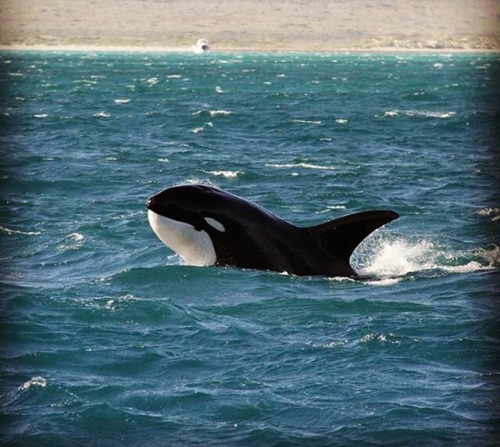 australianorca:arlluk: Check out this orca off Ningaloo Reef in Western Australia. If I didn’t