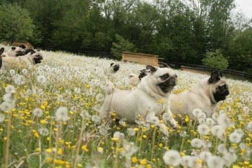 thecutestofthecute:  crowley-for-king:  flatsound:  i wanna feel how dogs feel when you let them go in a big field                               