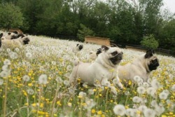 Oh my gosh snort snort snort!!! It&rsquo;s a pug parade!!! Thank you, sweetest Dolly Rotten! ❤