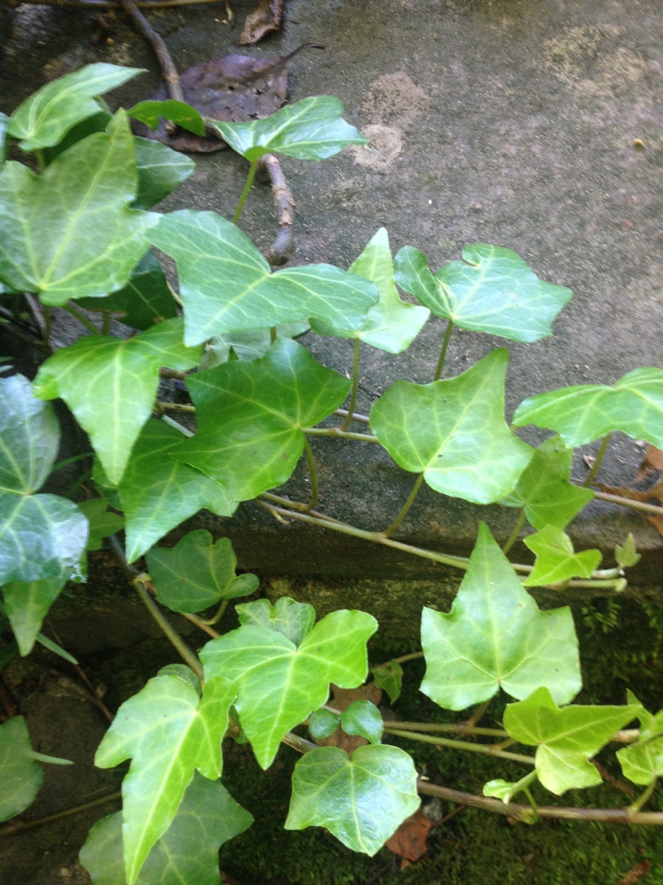 thrihving:  Ivy League