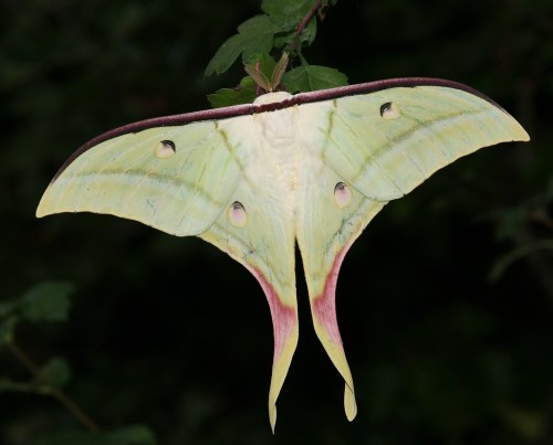 onenicebugperday:Moon moths in the genus Actias, Saturniidae1. North American luna moth, Actias luna