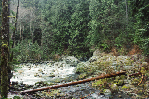 matchbox-mouse: Looking over the river. Hiking in Lynn Canyon, British Columbia.