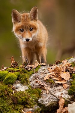 wonderous-world:  Red Fox by Robert Adamec