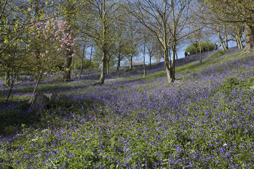 Bluebells #12 by Dendrophile on Flickr.