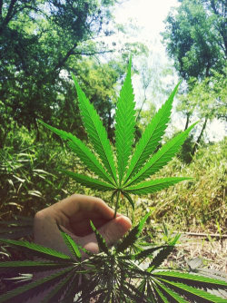 nickijuana:  Leaves of a Goddess  