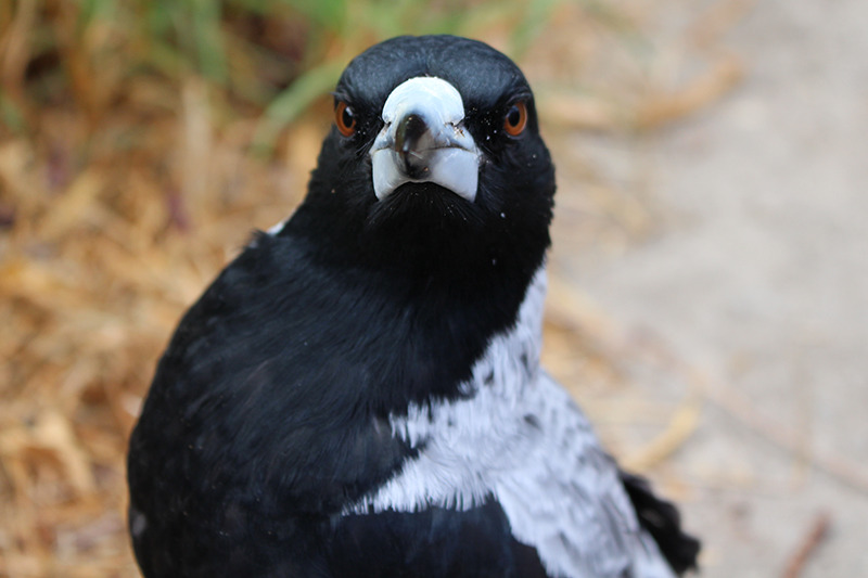 vintar:a small indignant chicken