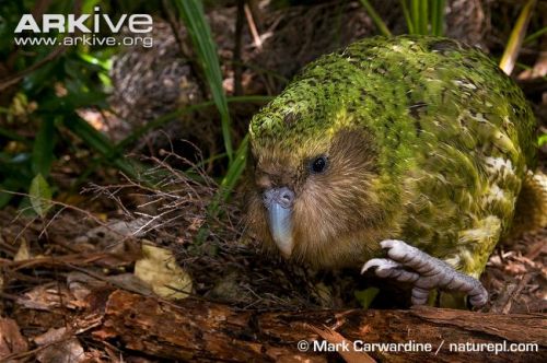 edge-of-existence-edge:The kakapo is the world’s only flightless parrot, the world’s heaviest parrot