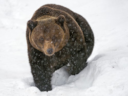 synplynatural:  Kupa walking in the snow