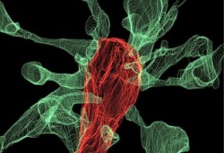 neurosciencestuff: (Image caption: Multiple synapse heads send out filopodia (green) converging on one microglia (red), as seen by focused ion beam scanning electron microscopy (FIBSEM). Credit: L. Weinhard, EMBL Rome) Captured on film for the first time: