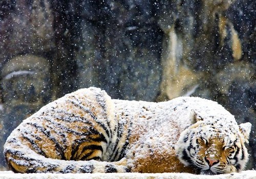 wonderous-world:   Siberian tigers are used to dealing with harsh weather conditions