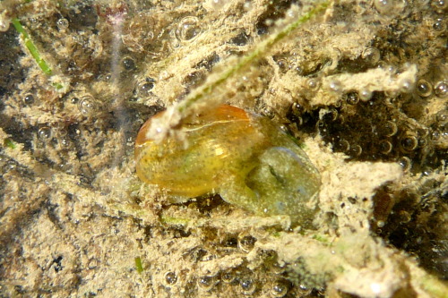 Bubble snail haminoea sp.- and their egg mass, at Rowes Bay, Townsville. Photographer: Melanie Wood