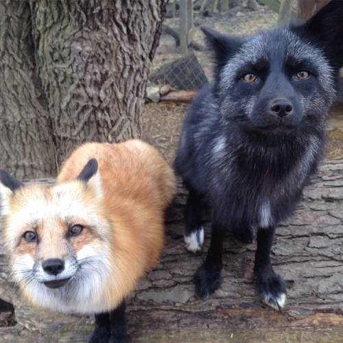 Red fox x Silver fox