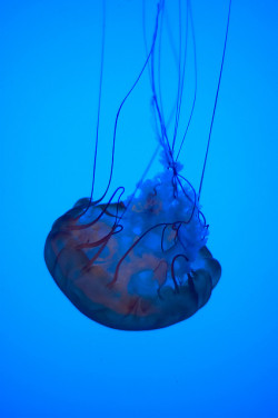 flowerling:  Blue &amp; Purple Jellyfish - Georgia Aquarium by MrTopher 