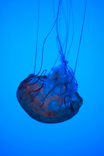 flowerling:  Blue & Purple Jellyfish - Georgia Aquarium by MrTopher 
