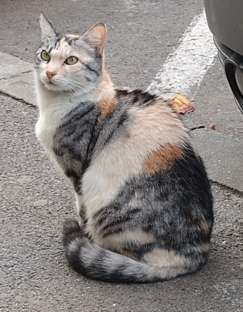 Sorry For Sending Another Ask Immediately I Just Found This Photo Of A Stray Cat That I Always See Around