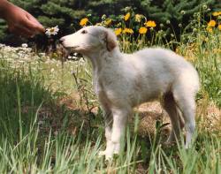 prudeghost: *a magical little dog and a magical little flower* 