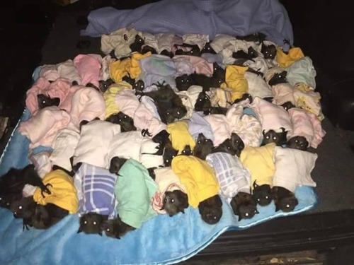 moonxchilddx - Baby bat sleep over yes please