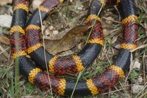 Went herping with a local friend this past weekend and had some nice finds. Spotted an adorable litt