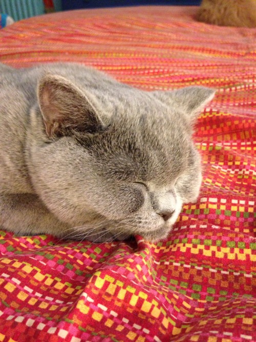 godlikehektor ahhh you’re too kind so here are some kitten pictures (plus a bit of the bAE cic