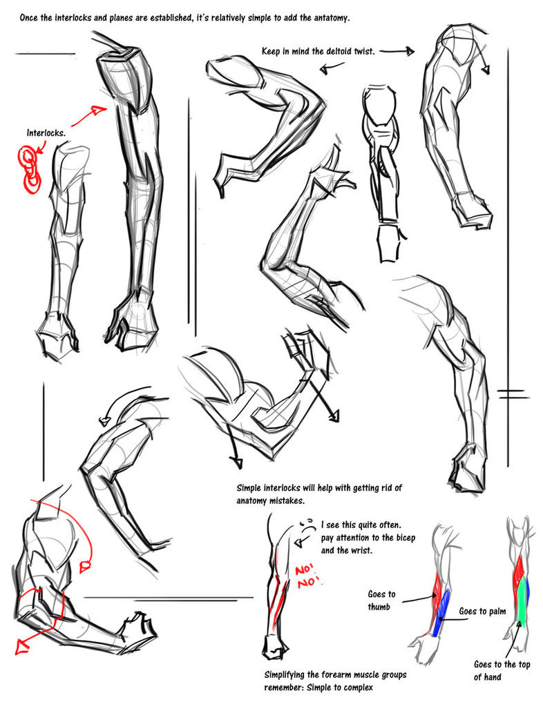 drawingden:  Anatomy Notes by FUNKYMONKEY1945Please do not remove the artist’s