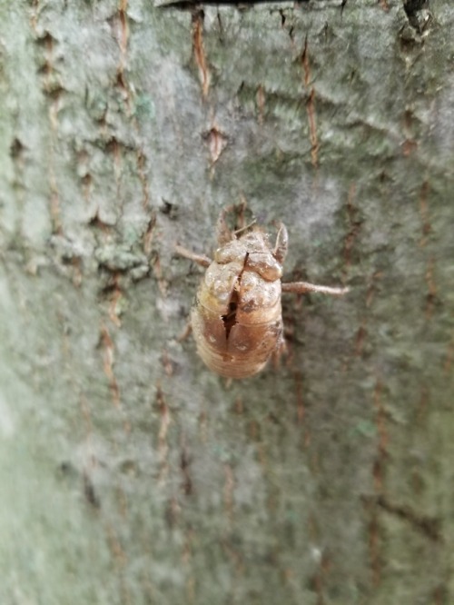 Cicada shell