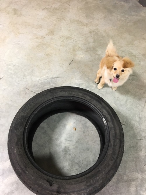 “Look, mom! A big tire!!”