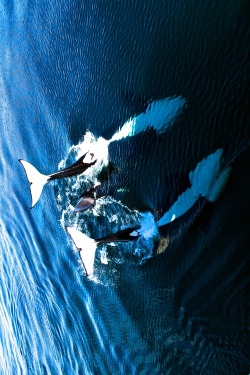 thelovelyseas:   Orca pod sighting by Small taste of adventure   no tank could ever come close