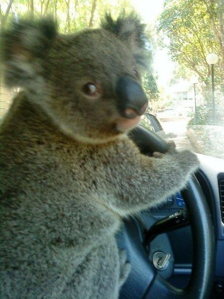 dogsincars:Koala driving car.
