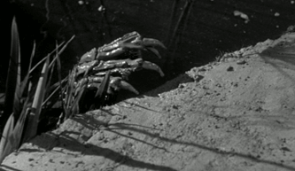 subhumanoidmeltdown:Creature from the Black Lagoon (1954) dir. Jack Arnold